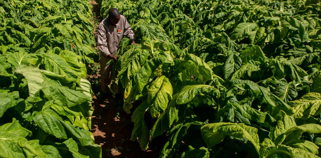 how to grow tobacco in zimbabwe Lessons from Zimbabwe's tobacco farmers for the COP26 climate change talks how to grow tobacco in zimbabwe Lessons from Zimbabwe's tobacco farmers for the COP26 climate change talks