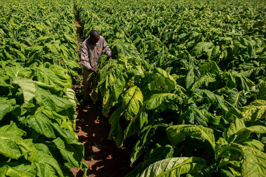 A man inspects the tobacco leaves in a large tobacco field.