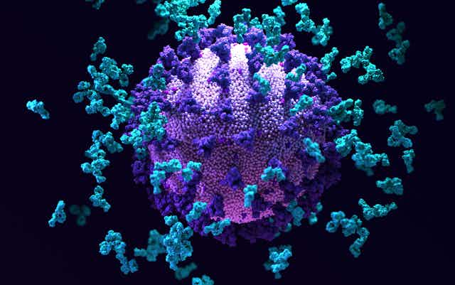 Antibodies binding to SARS-C0V-2