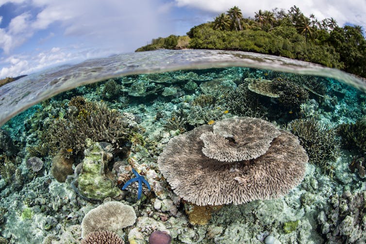 Coral reef with island in background