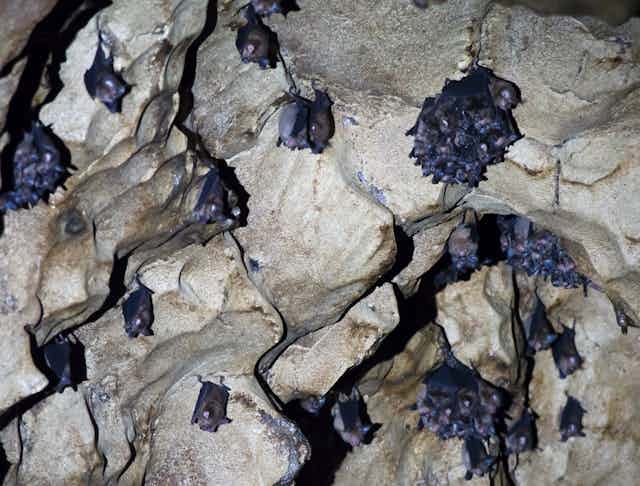 Bats hanging from a cave ceiling