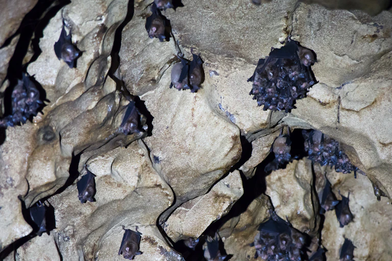 Bats hanging from a cave ceiling