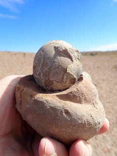 A hand holds one of the eggs uncovered on the dig in Patagonia.
