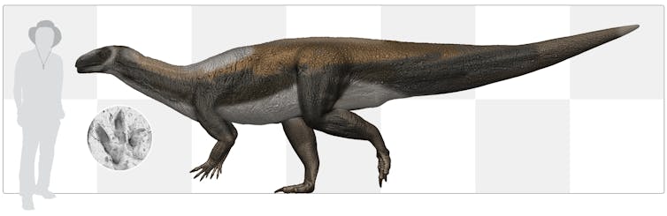 Australia's oldest dinosaur, reconstructed based on a fossilised tracks founnd in 220 million year old rocks from Ipswich.