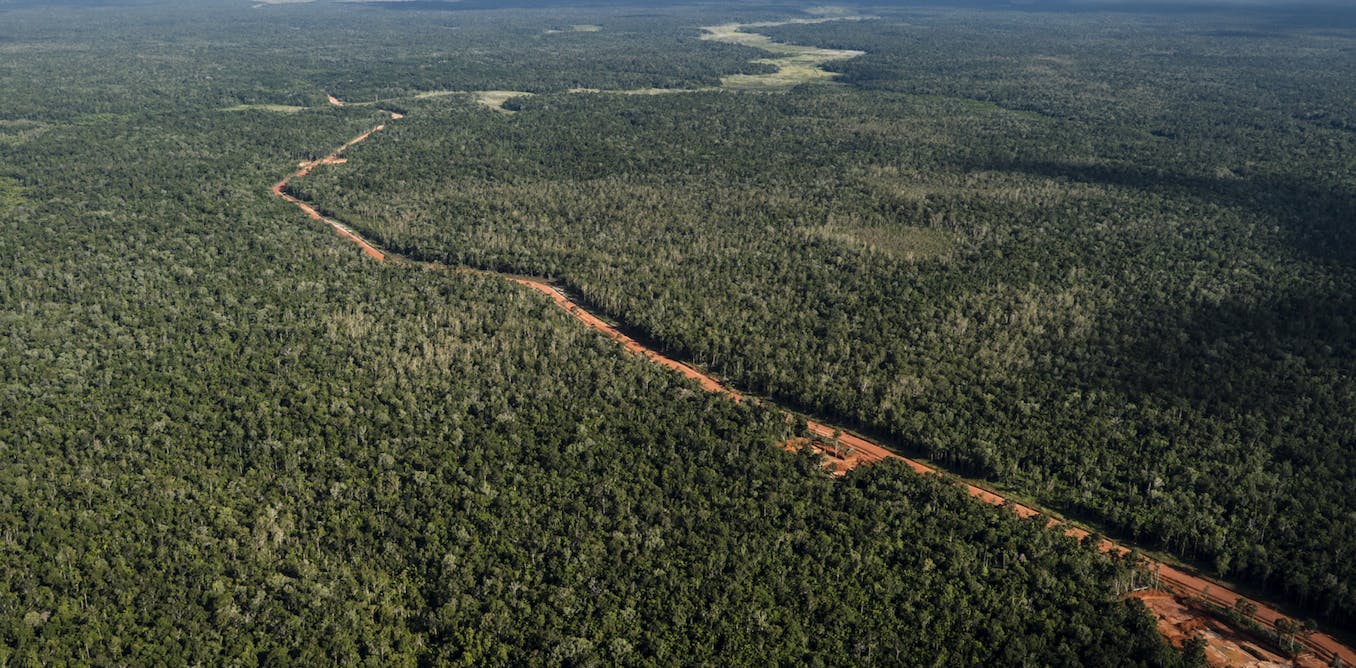 Riset: Sekitar 4,5 juta hektare hutan bakal hilang, terimbas proyek Trans Papua