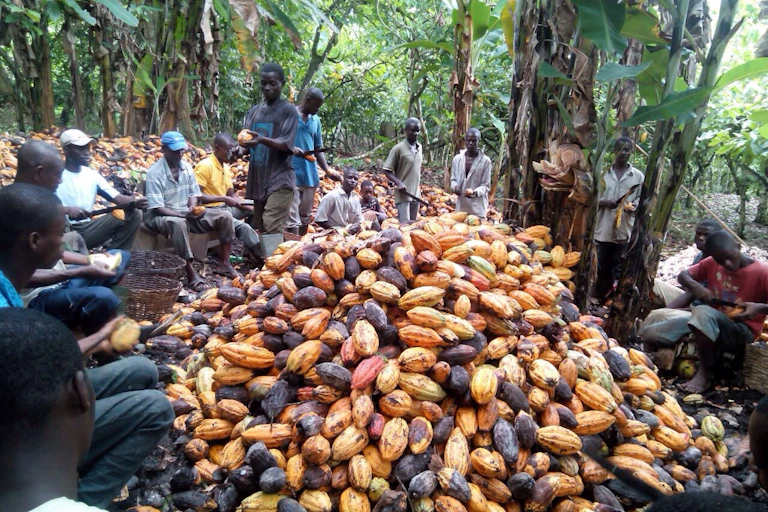 Cocoa farmers during harvest