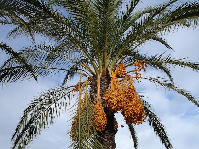A tree with many branches with green leaves and hanging date palm fruit