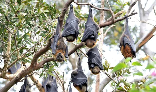 Fruit bats hanging upside down from a tree