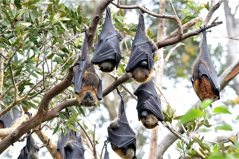 Fruit bats hanging upside down from a tree