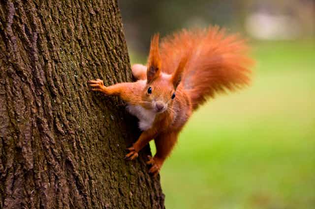 A red squirrel climbing a tree trunk.