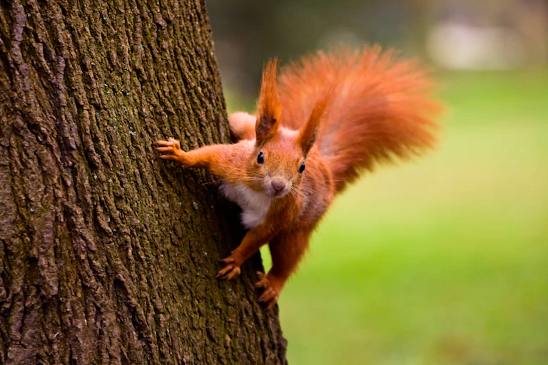 A red squirrel climbing a tree trunk.