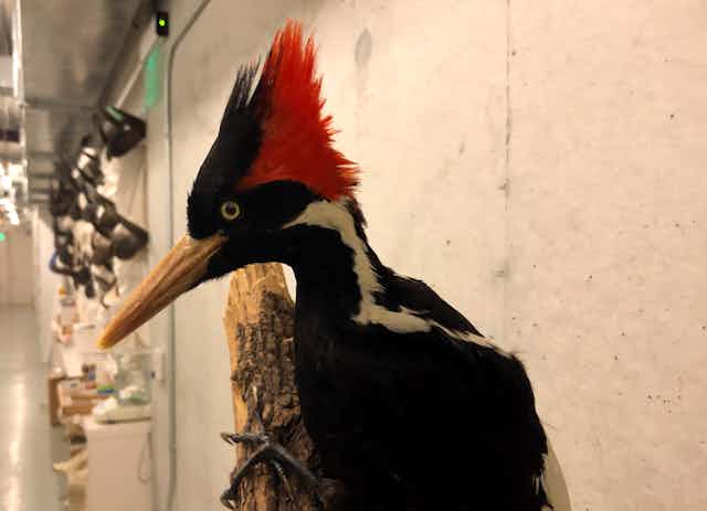 A woodpecker with a long beak and red comb.