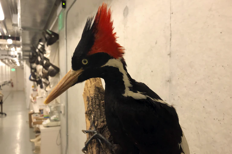 A woodpecker with a long beak and red comb.
