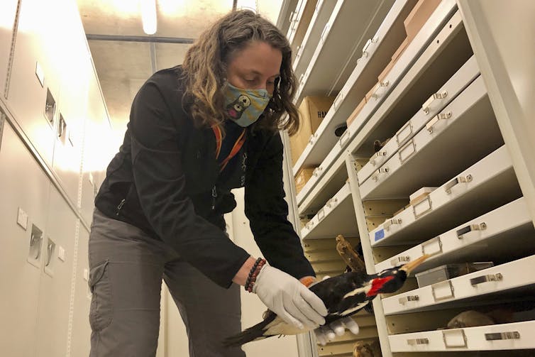 A woman wearing gloves and a mask holds a bird in front of a stack of specimen drawers.