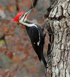 A large black bird with a red comb on the side of a tree