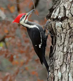 A large black bird with a red comb on the side of a tree
