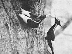 a black and white photo showing two birds on a tree.