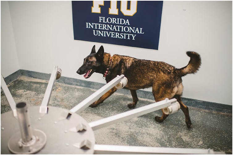 A large black and tan dog walking around a scent detection training wheel.