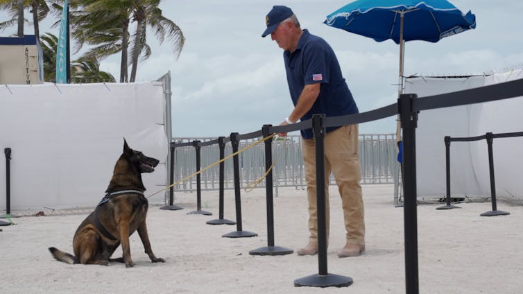A large black and tan dog sitting and looking at his handler outside at a Florida beach resort.
