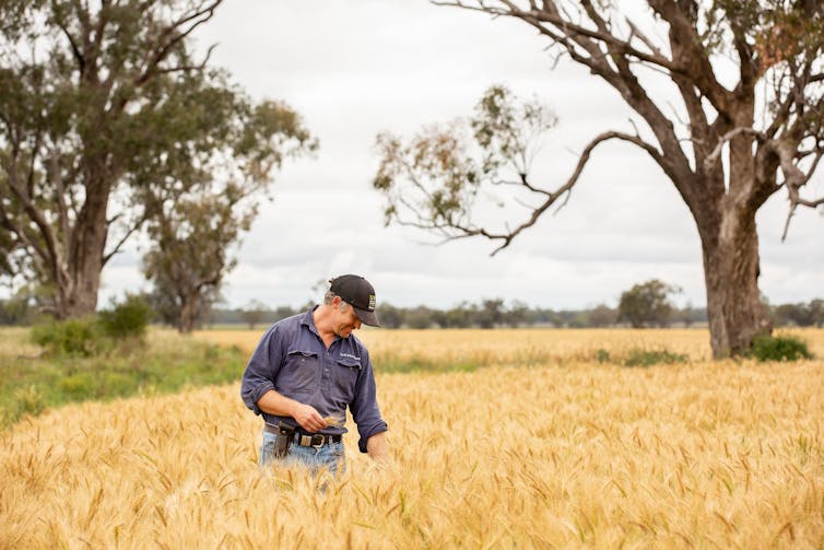 A farmer examines his fields.