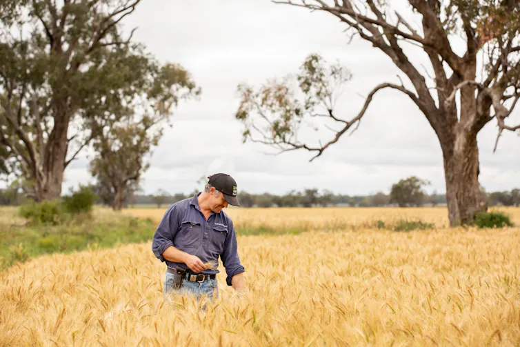 A farmer examines his fields.