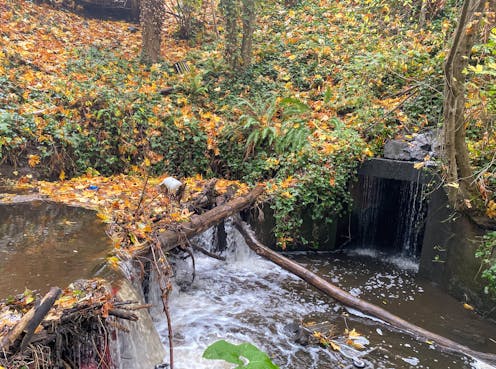 Infrastructure matters for wildlife too – here's how aging culverts are blocking Pacific salmon migration