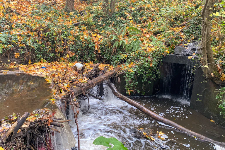 Downed trees and a partially blocked culvert in a wooded area.