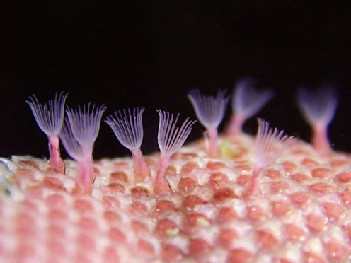 a new look at an old fossil reveals the origin of these tiny coral-like creatures