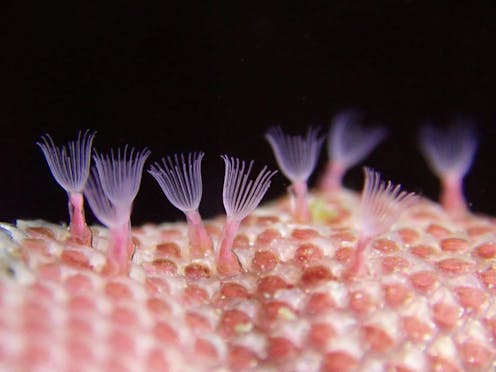 The bryozoan mystery: a new look at an old fossil reveals the origin of these tiny coral-like creatures