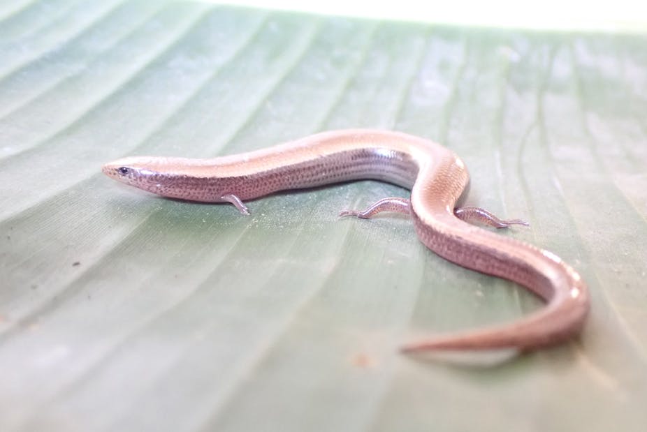 A pinkish-brown reptile with a snake-like body and foreshortened limbs