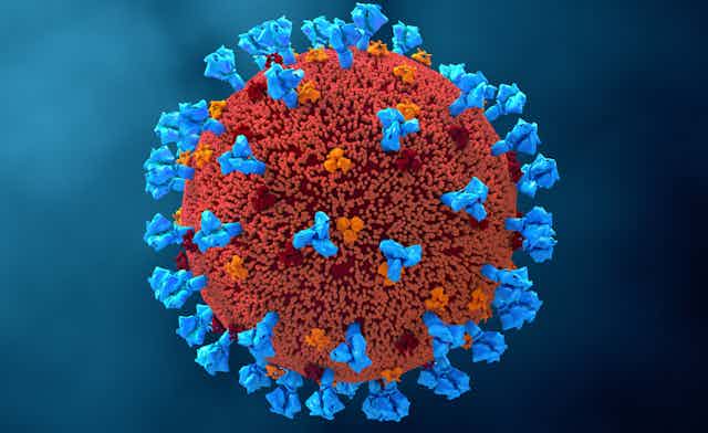 An illustration of the coronavirus