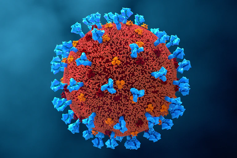 An illustration of the coronavirus