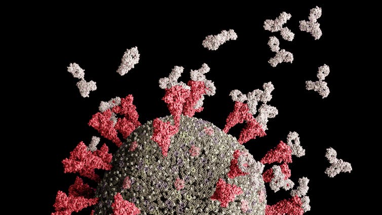 Antibodies binding to SARS-CoV-2's spike proteins