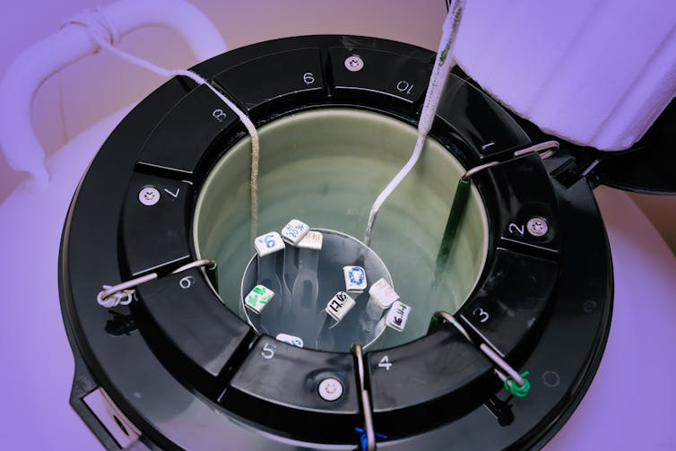 A liquid nitrogen bank containing sperm and egg samples