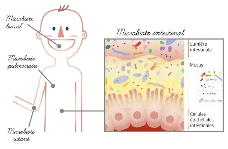 Dessin localisant nos principaux microbiotes, à l’interface entre nos organes et le milieu extérieur (peau, bouche, intestin, poumons, etc.)