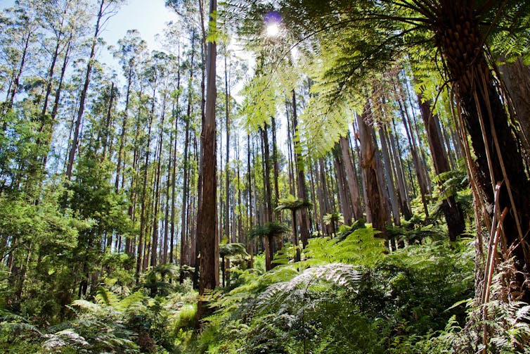 Tree ferns in an Australian forest.