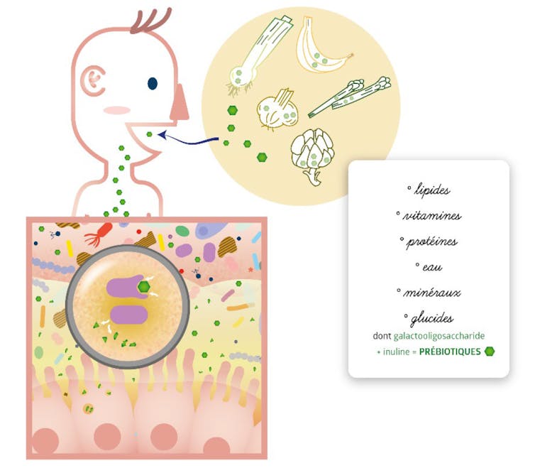 Dessin indiquant l’effet de l’alimentation sur notre microbiote intestinal