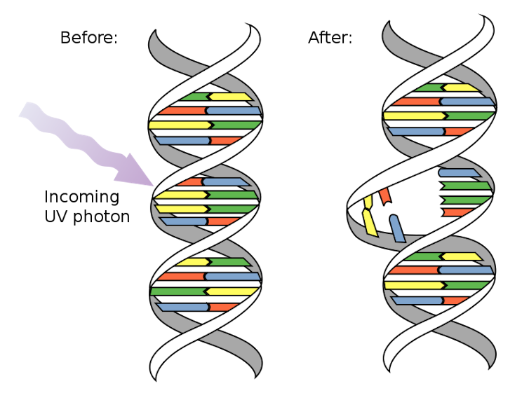 A diagram showing UV light breaking down a strand of DNA.