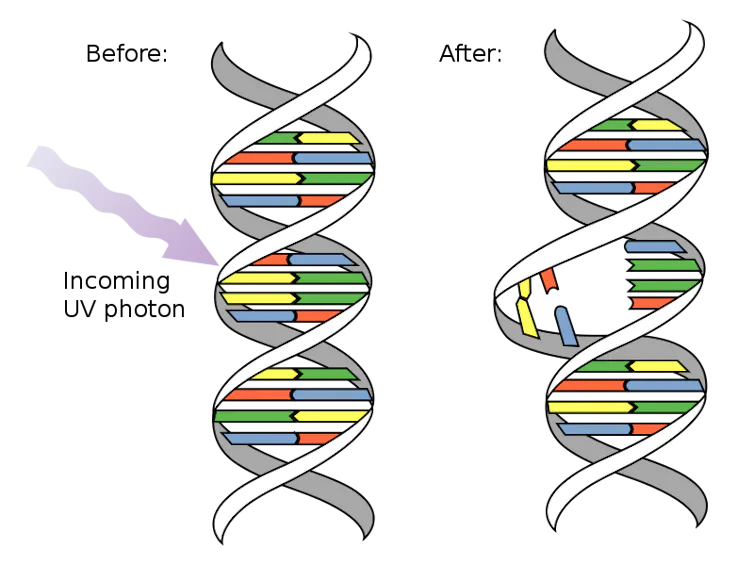 A diagram showing UV light breaking down a strand of DNA.