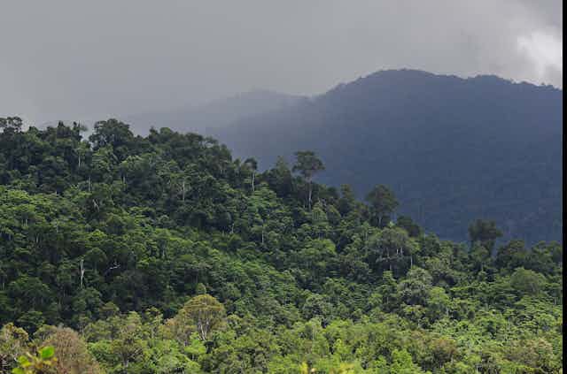 The Ulu Masen forest ecosystem in the northern part of Indonesia's Aceh province.