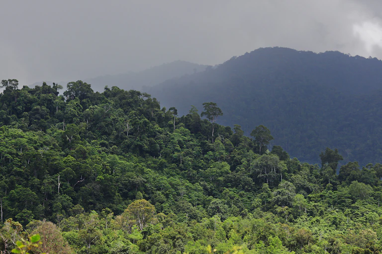 The Ulu Masen forest ecosystem in the northern part of Indonesia's Aceh province.