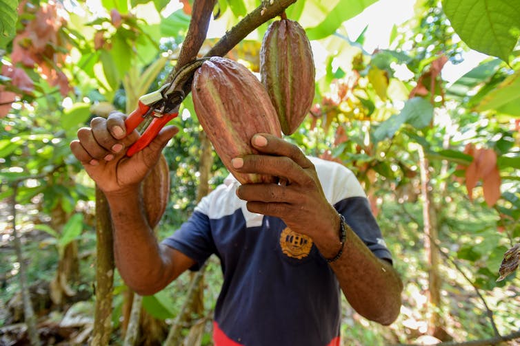 A farmer harvest cocoa