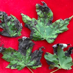 Green leaves with brown-black spots.