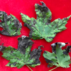 Green leaves with brown-black spots.