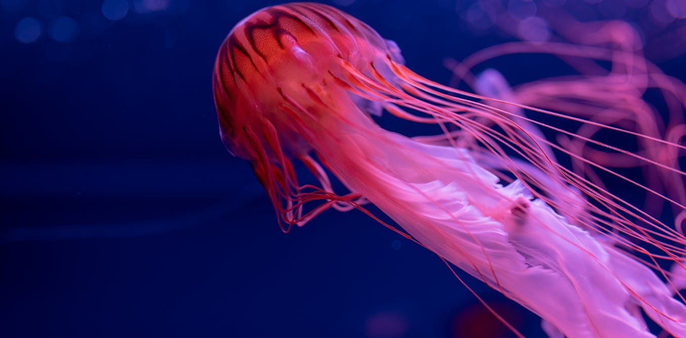 Curious Kids: How do jellyfish find their food -- and how do they poop?