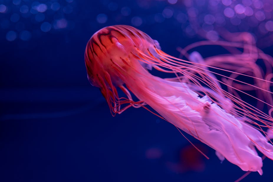 A jellyfish with a red head marked with black patterns is seen against a blue backdrop; its tentacles are pink.