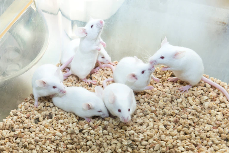 Photos de souris de laboratoire.