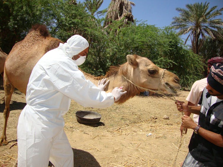 Technician in protective suit takes a blood sample from a camel.