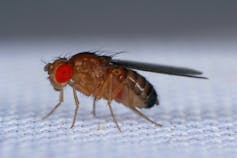 Mouche du vinaigre, _Drosophila melanogaster_
