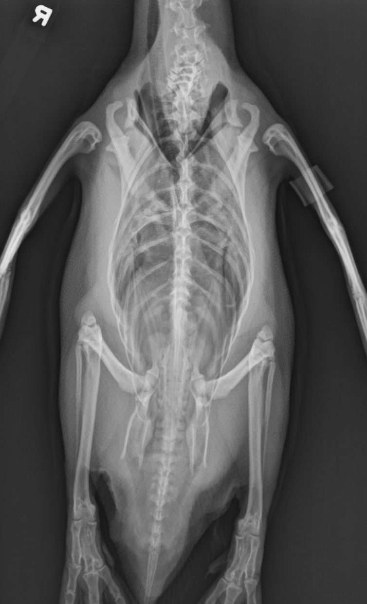 Penguinbs have far fewer bones than many animals.